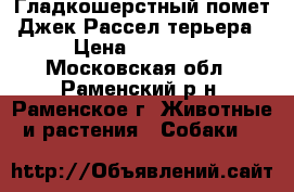 Гладкошерстный помет Джек Рассел терьера › Цена ­ 20 000 - Московская обл., Раменский р-н, Раменское г. Животные и растения » Собаки   